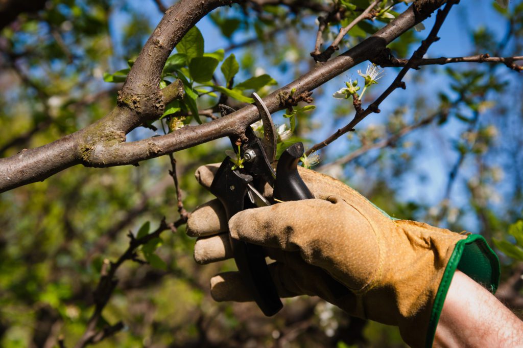 tree services