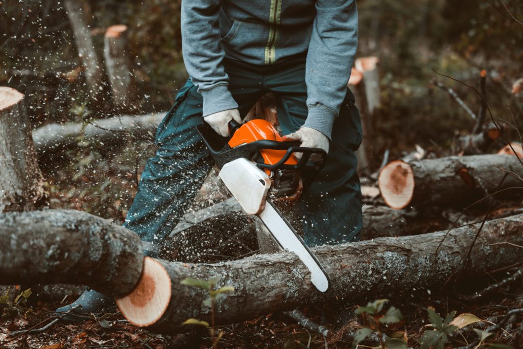 Tree Removal in Belleview