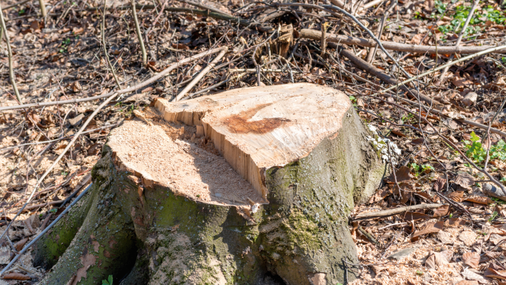 Stump Removal