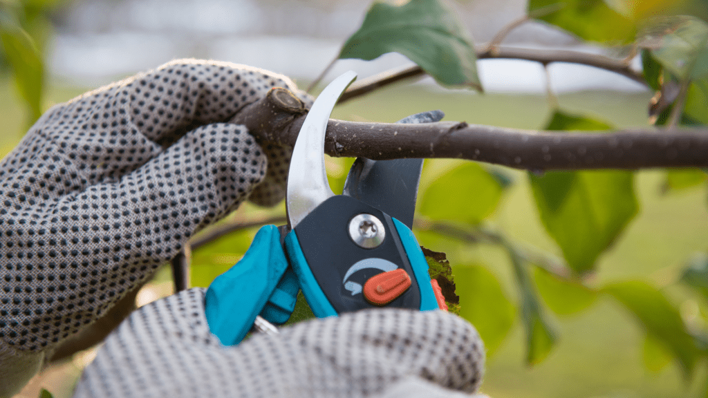 
Tree Pruning