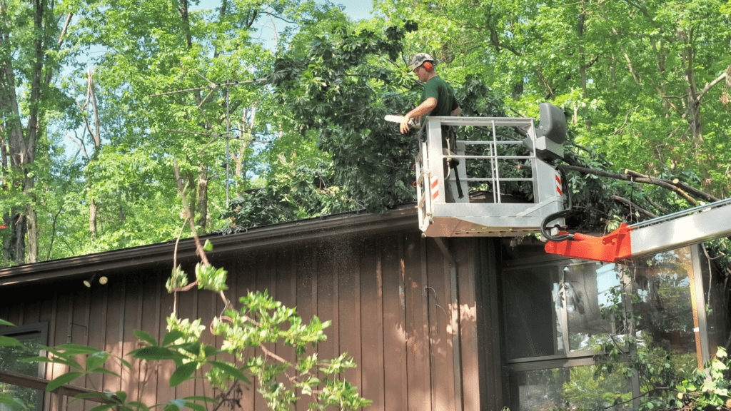 Commercial Tree Services in Belleview