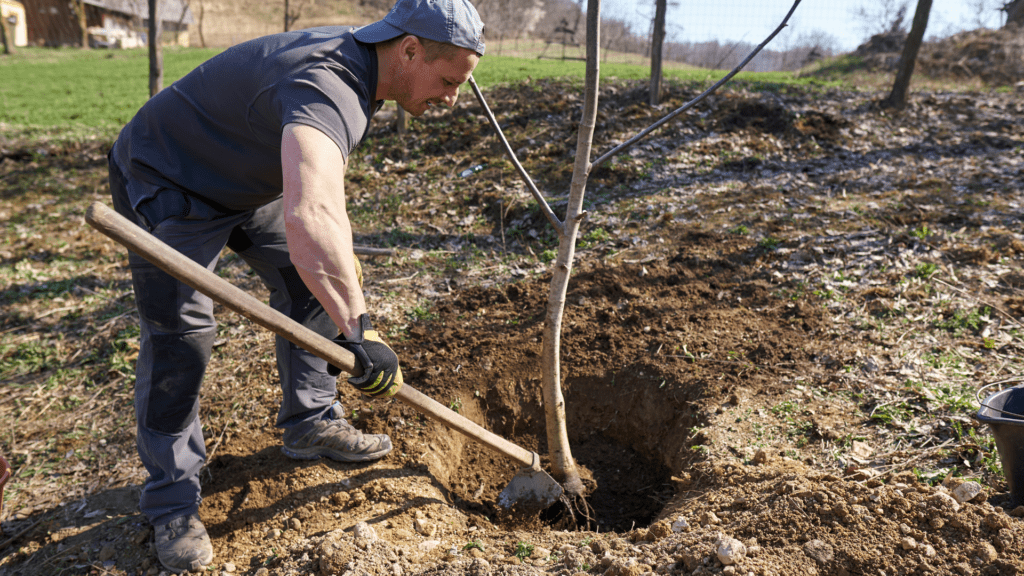 Tree planting