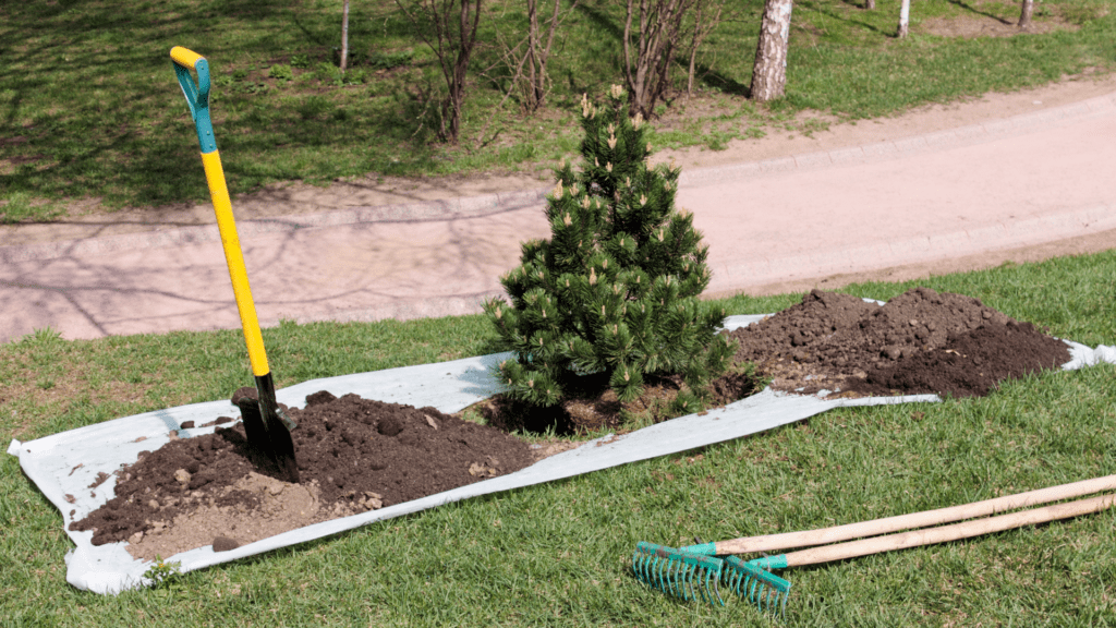 Tree Transplanting