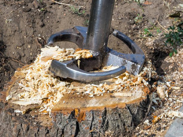 Smoothing Out the Rough Spots: Stump Grinding in Belleview