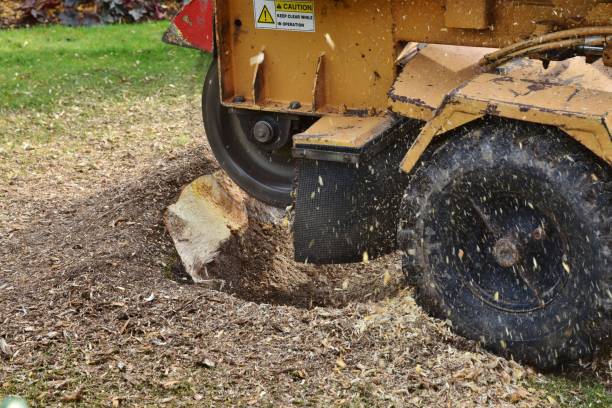 Bid Farewell to Ugly Stumps: Stump Removal Services in Belleview