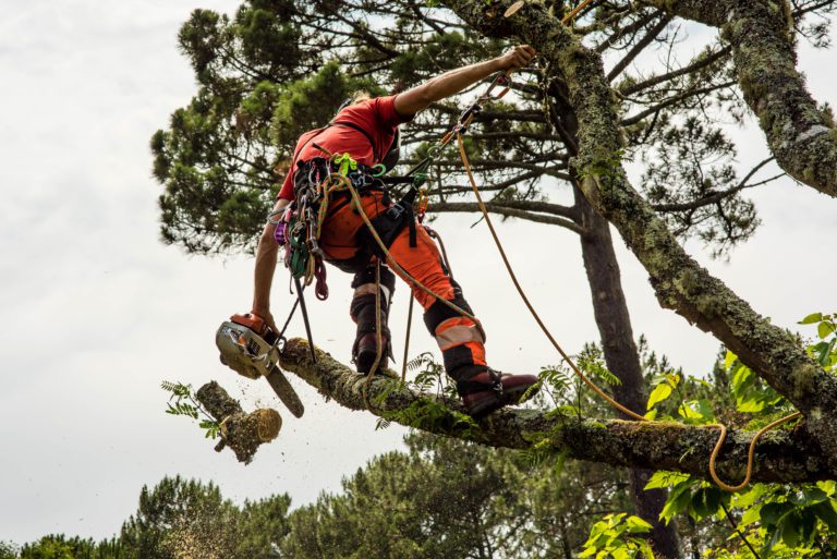 Healthy Growth, Beautiful Trees: Tree Trimming in Belleview