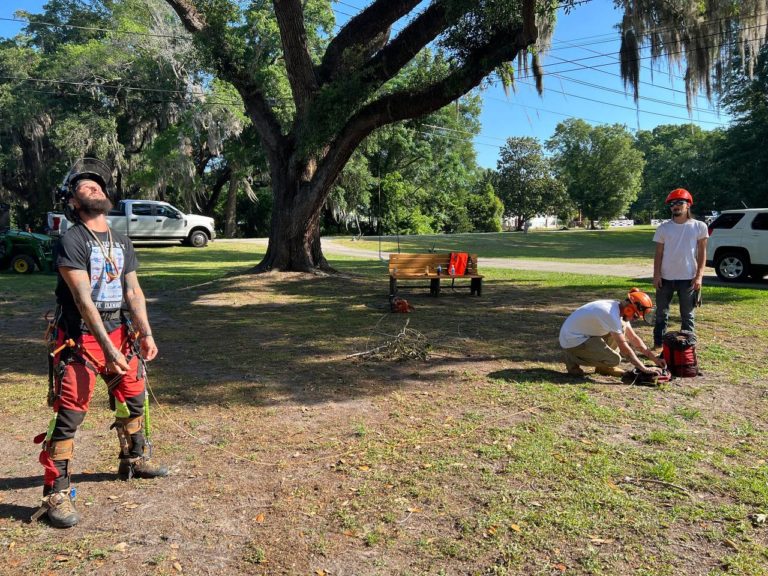 When to Say Goodbye: The Importance of Tree Removal in Belleview