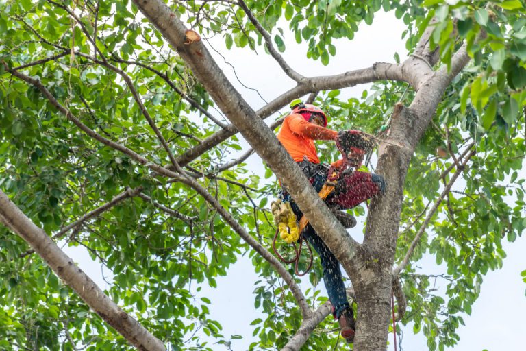 Shaping Your Landscape: Tree Pruning Services in Belleview