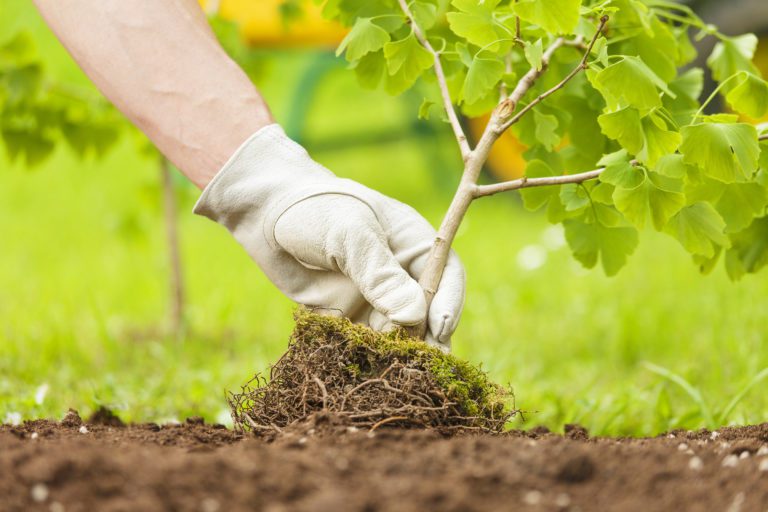 Business Growth Starts with Healthy Trees: Commercial Tree Services in Belleview