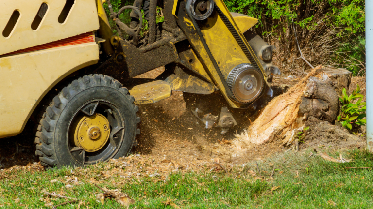 Stump Removal in Belleview: Methods and Costs