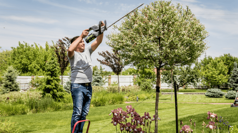 Tree Trimming in Belleview: Tips for Healthy Trees