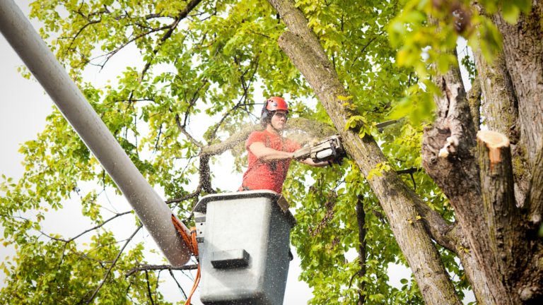 Commercial Tree Services in Belleview: A Comprehensive Guide