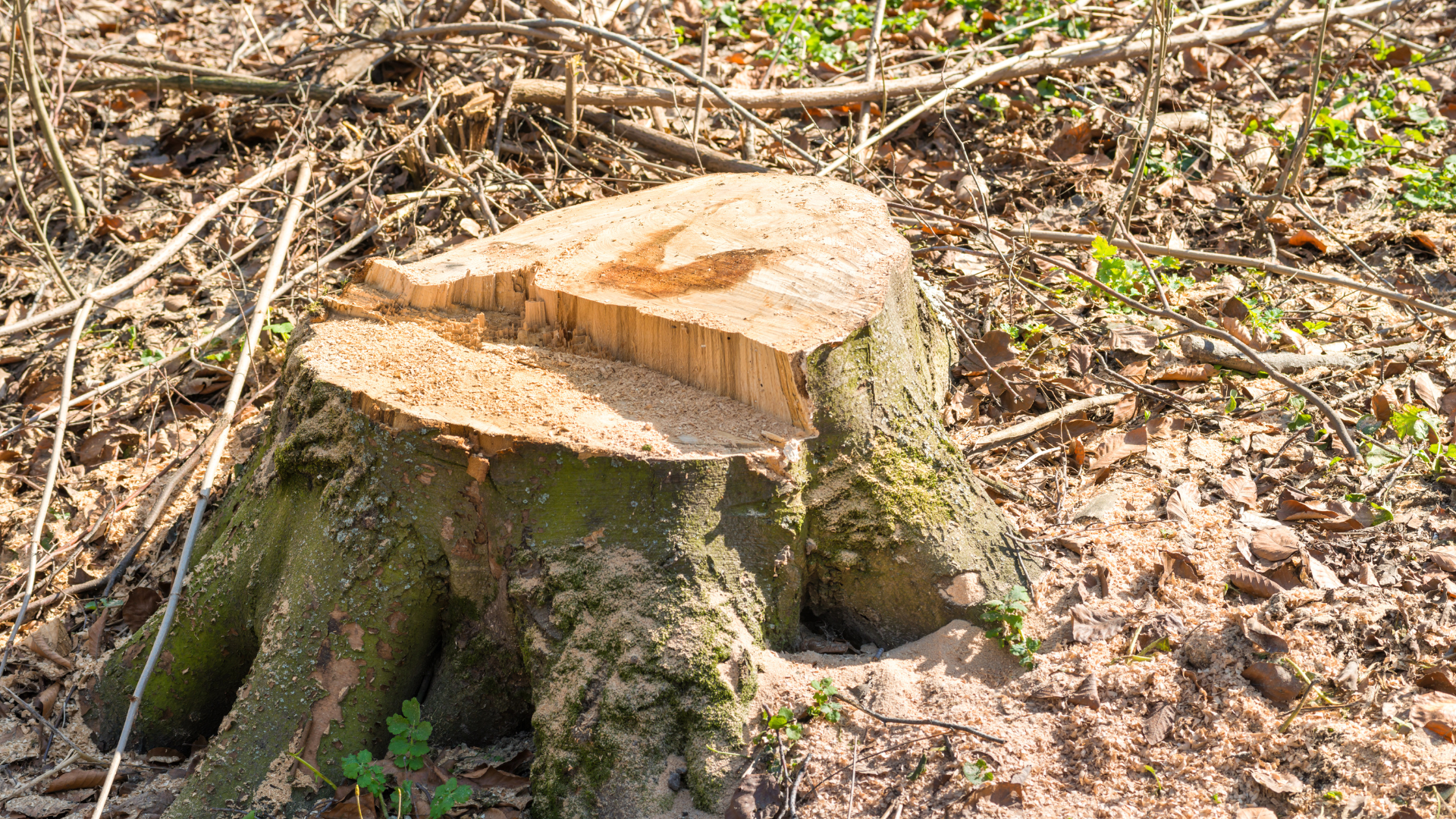 Tree Removal in Belleview