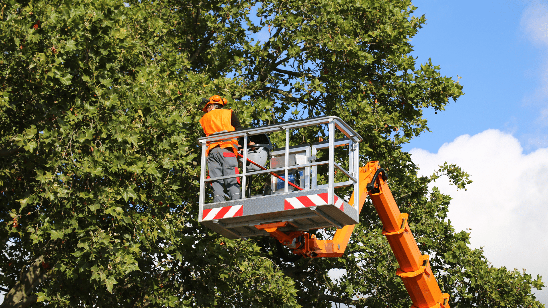 Tree Service