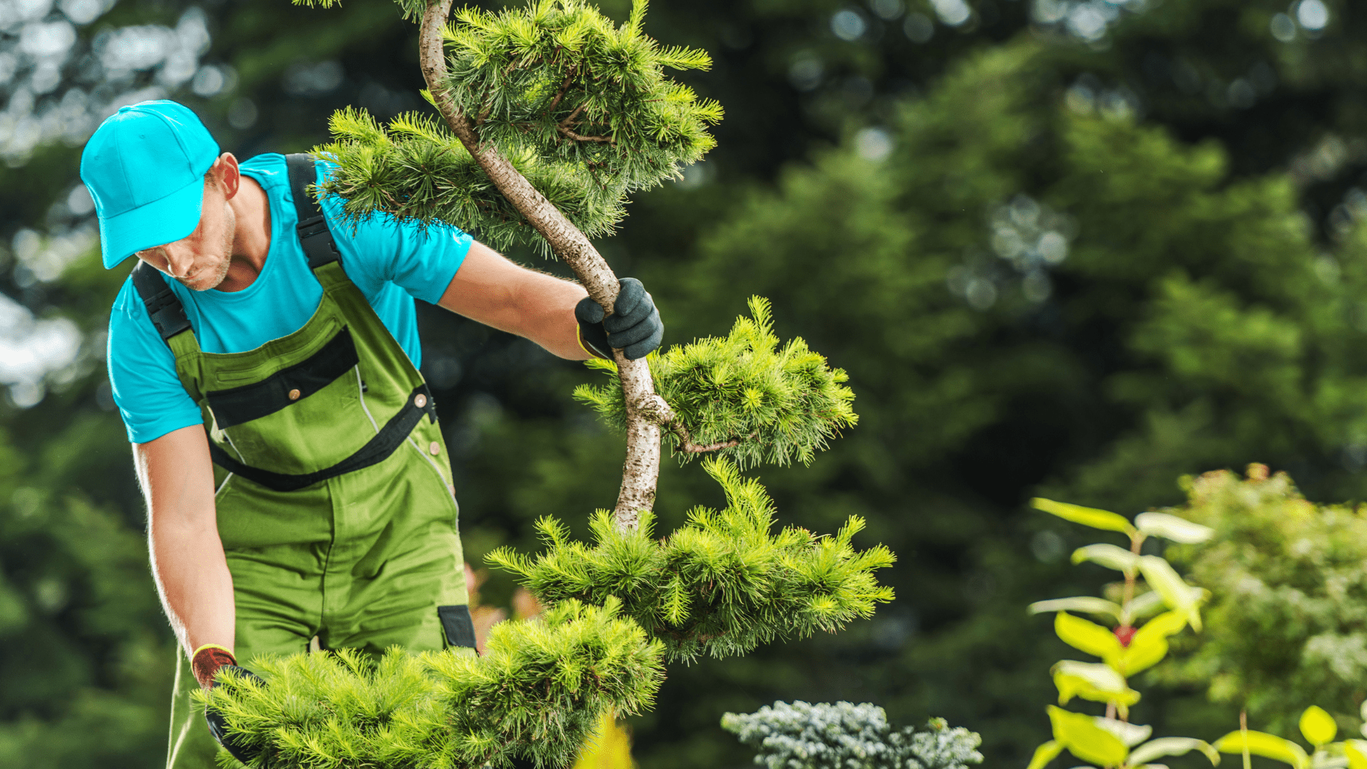 Tree Services