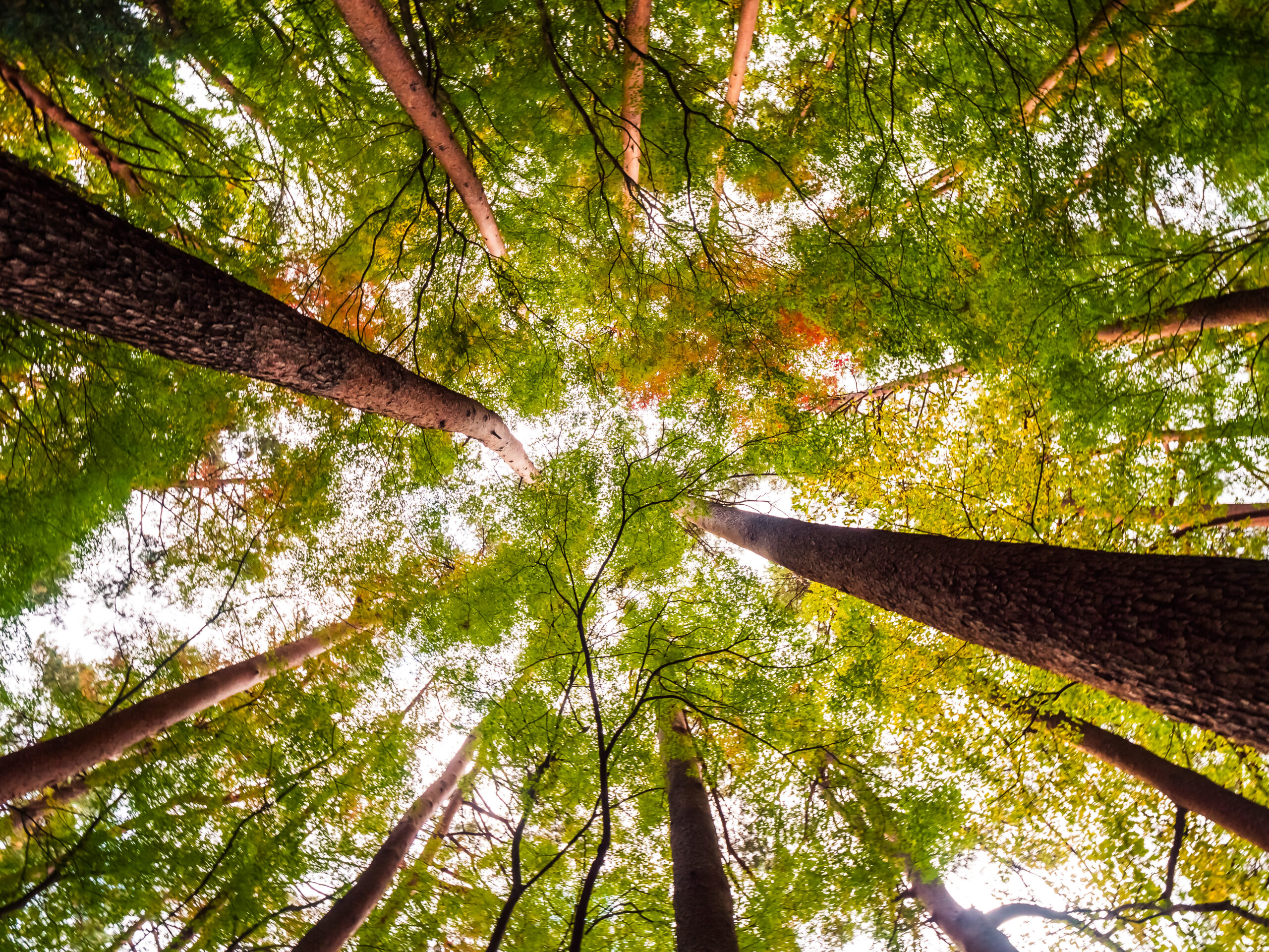 Tree Preservation